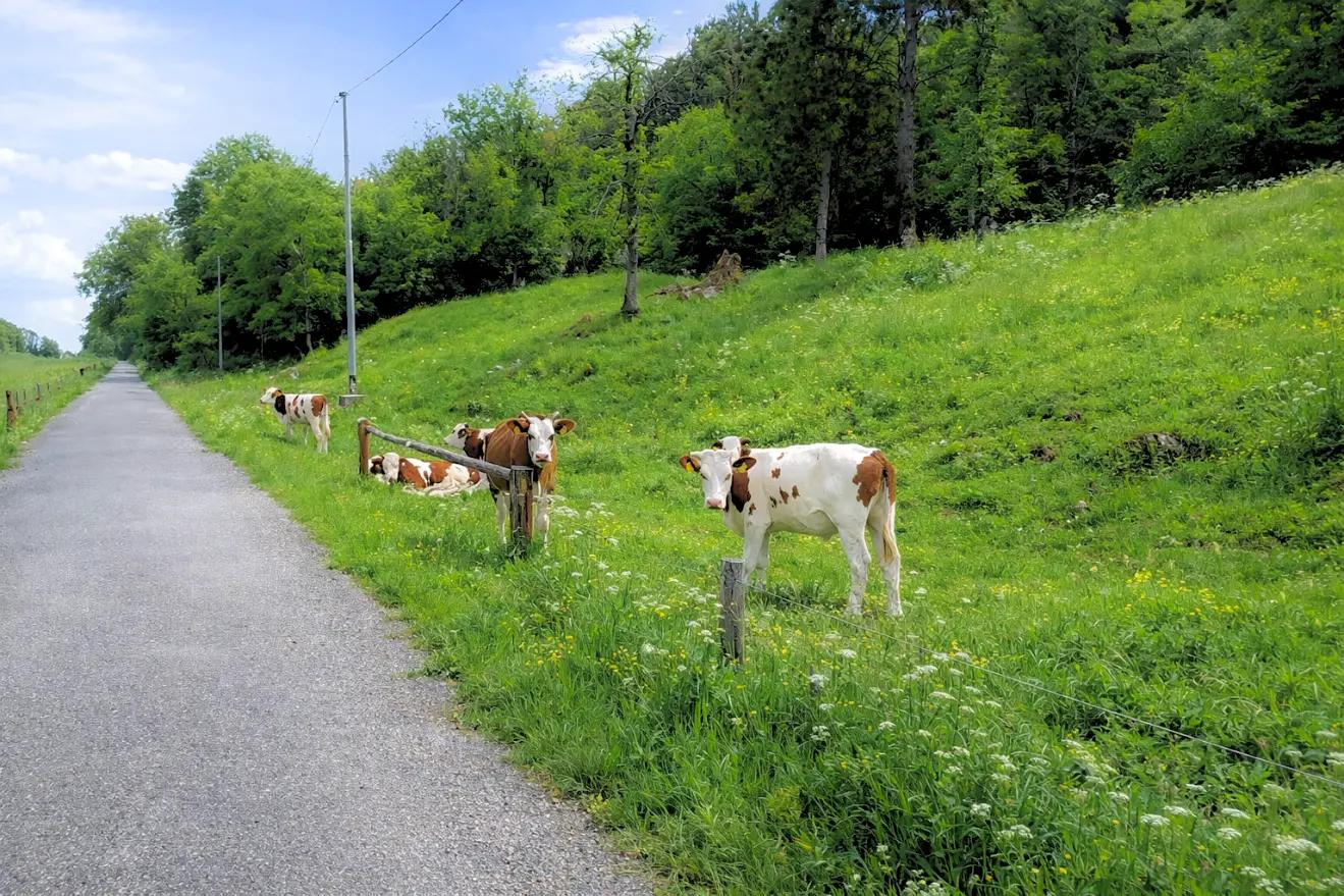 Grazing cows near the tiny house in Val Tochel, near Val d’Arzino, in the province of Udine