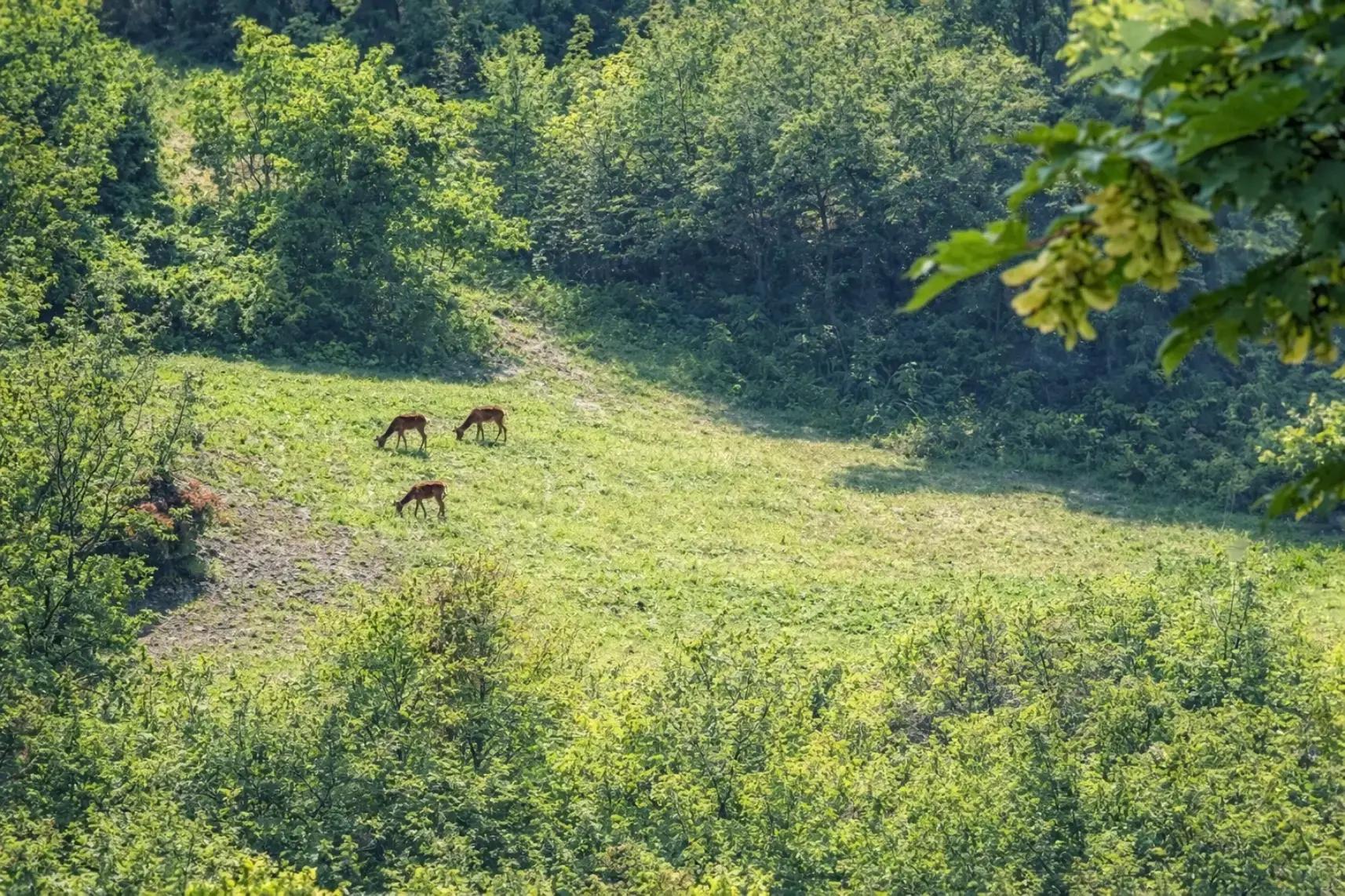 Roe deer around the tiny house in Emilia Romagna