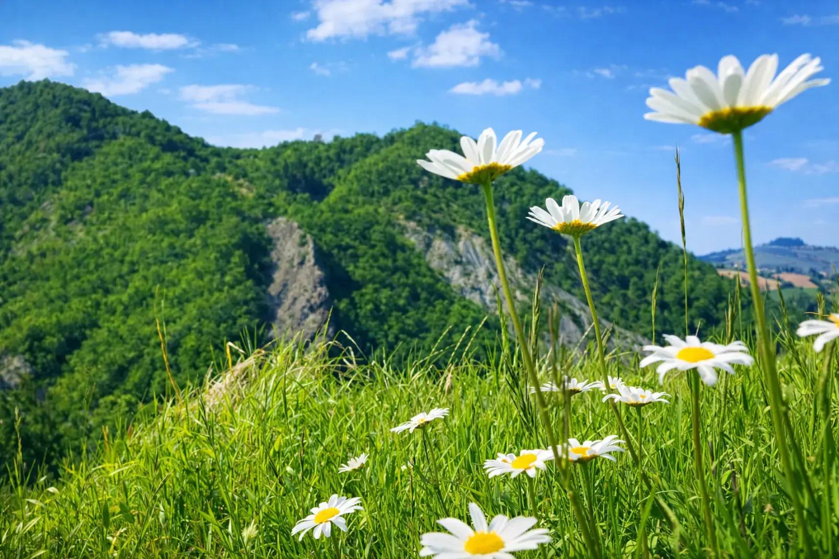 fiori nei dintorni della tiny house prugnola in val tidone 