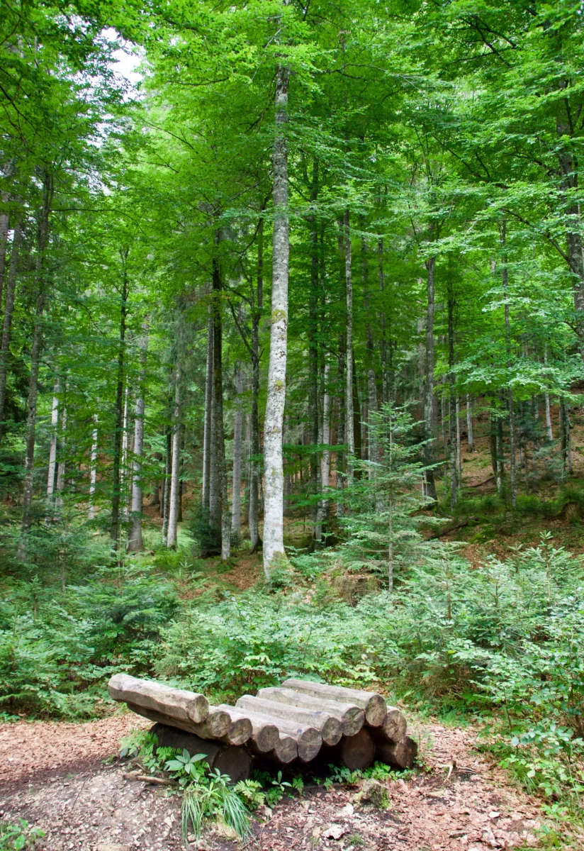 immersi nella natura